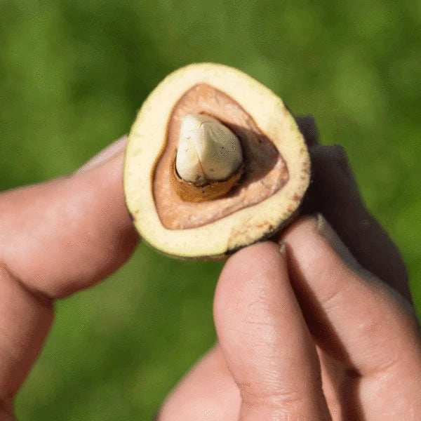 Cut Nut Fruit Plants (Barringtonia Edulis)