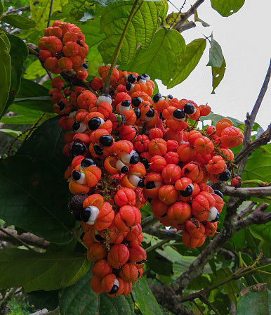 Guarana Fruit Plant ( Paullinia cupana)