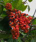 Guarana Fruit Plant ( Paullinia cupana)