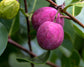 Cocoplum Fruit Plants (Chrysobalanus Icaco)