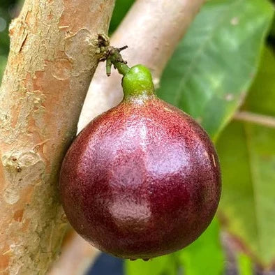 ESALQ Red Jaboticaba Fruit Plant (Plinia Phitrantha Esalq)