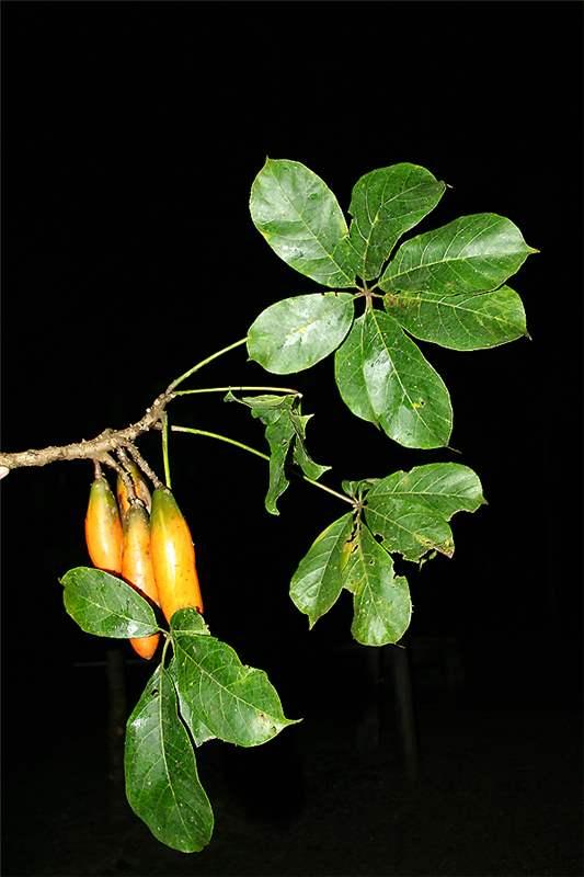 Chamburo Fruit Plant (Jacaratia digitata)