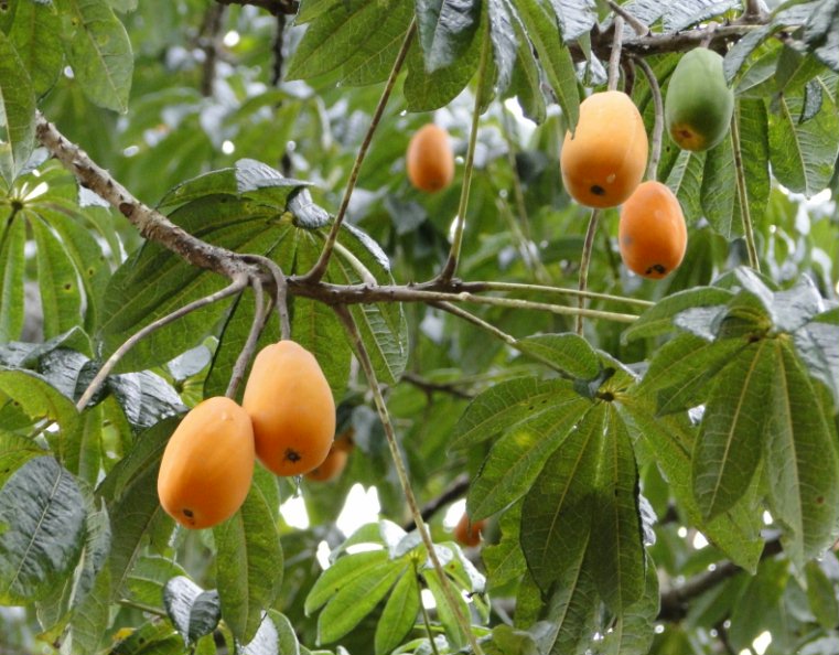 Jacaratia Fruit Plant (Jacaratia spinosa)