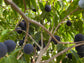 Blue Jaboticaba Fruit Plants (Myrciaria Vexator)  