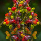 Kasam Fruit Plants (Erioglossum Rubiginosum)