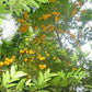 Chicle Muyo Fruit Plant (Lacmellea oblongata)