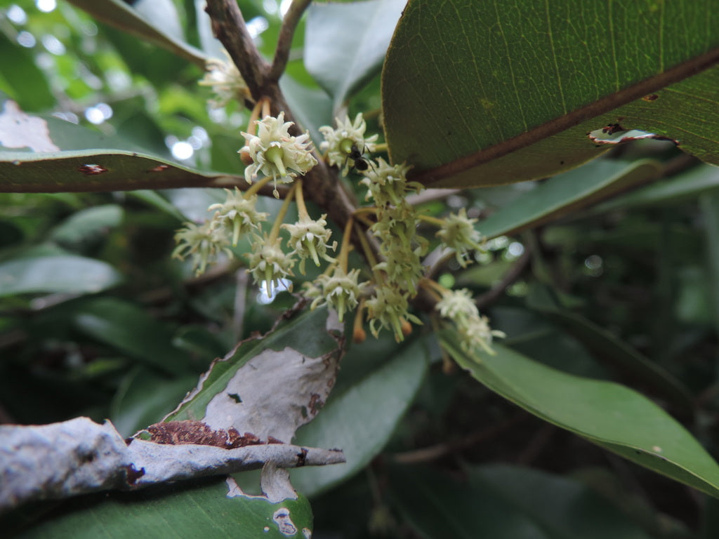 Black massaranduba Fruit Plant (Manilkara salzmannii)