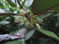 Black massaranduba Fruit Plant (Manilkara salzmannii)