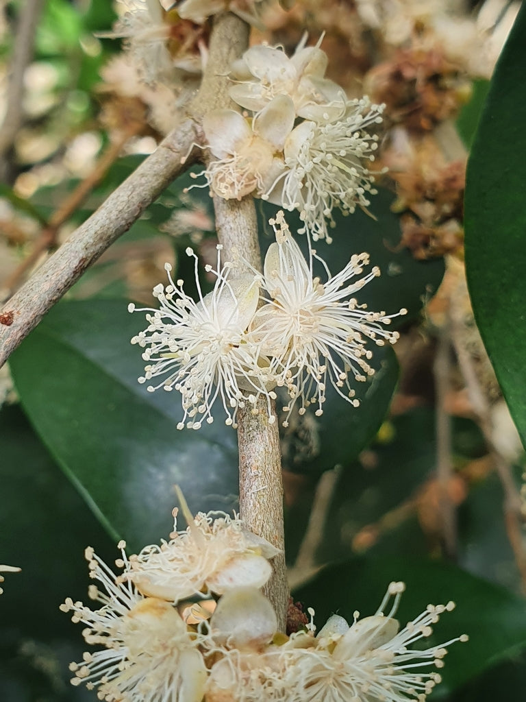 Guayabo Blanco Live Plant (Eugenia uruguayensis)