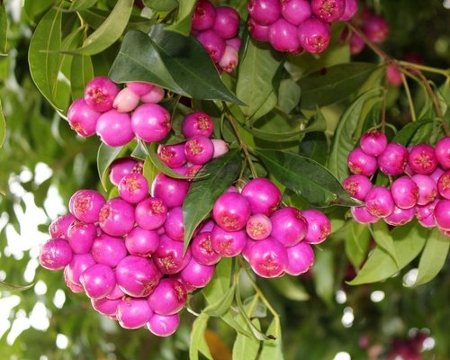 Lilly Pilly Fruit Plant (Syzygium Luehmannii)