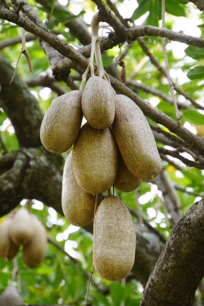 Sausage Tree Live Plant (Kigelia Africana) – veliyathgardens
