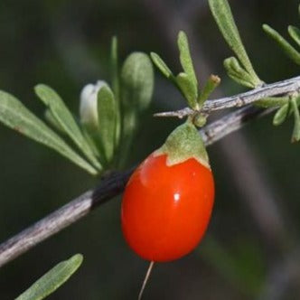 Berlandier's Wolfberry Live Plant (Lycium berlandieri)