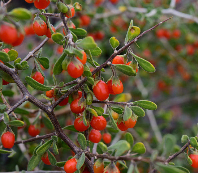 Berlandier's Wolfberry Live Plant (Lycium berlandieri)