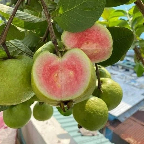 Madhuri Guava Live Plants