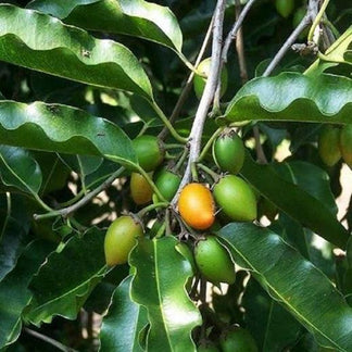 Khirni Fruit Plant (Manilkara hexandra) – veliyathgardens