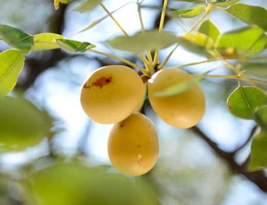 Maroola Marula Fruit Plant (Sclerocarya birrea) – veliyathgardens