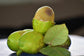 Green Matoa Fruit Plant (Pometia Pinnata)