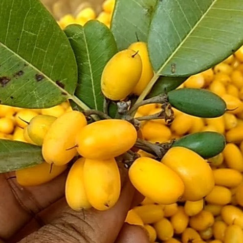 Khirni Fruit Plant (Manilkara hexandra)