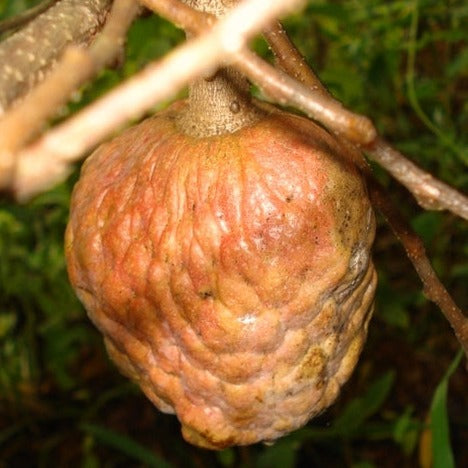 Custard Apple Fruit Plant (Annona Reticulata)