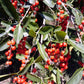 Moldenke Fruit Plant (Citharexylum montevidense)