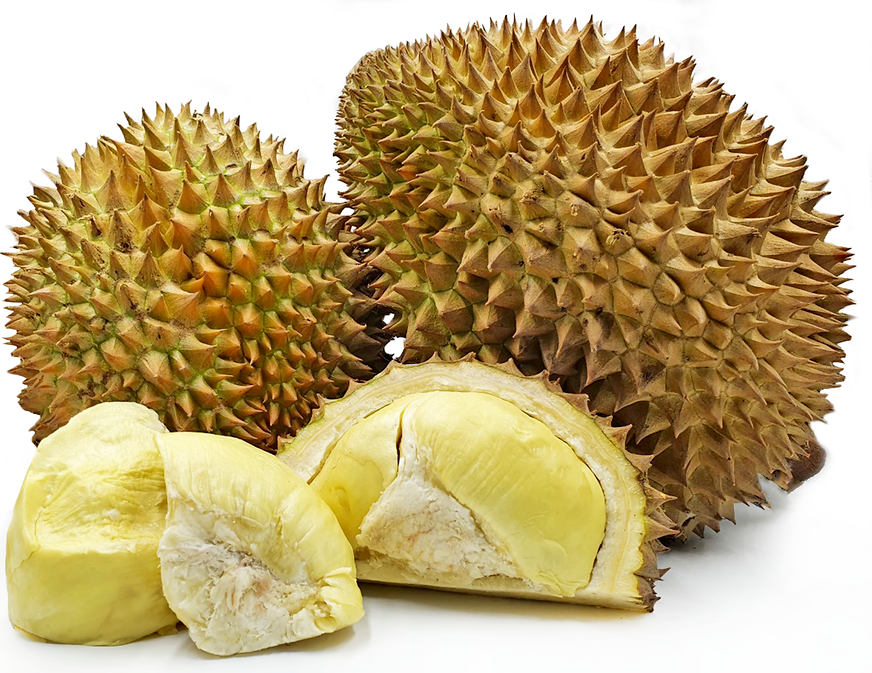 Durian fruit Plants (Durio Ziberthinus)