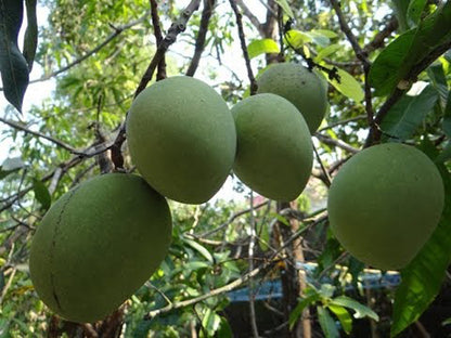 Moovanden Mango Live Plants