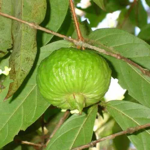 Limao Fruit Plant (Campomanesia hirsuta)