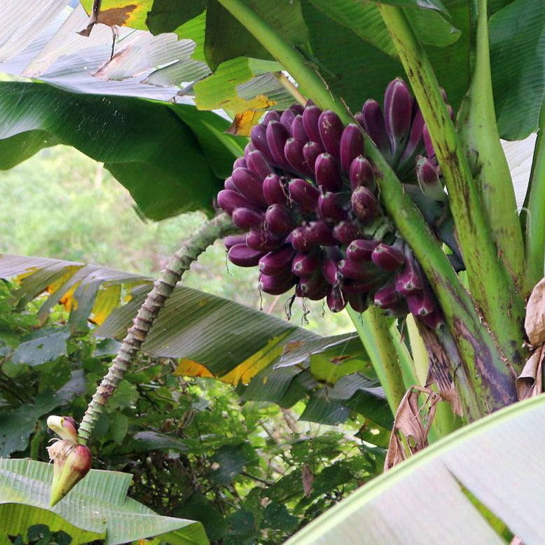 Burmese Blue Banana Live Plant (Musa itinerans)