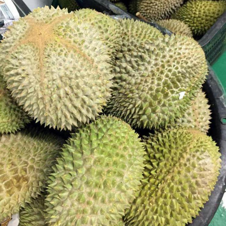 Musang king durian Live Plants