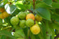 Yellow Nance Fruit Plants (Byrsonima Crassifolia)