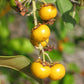 Yellow Nance Fruit Plants (Byrsonima Crassifolia)