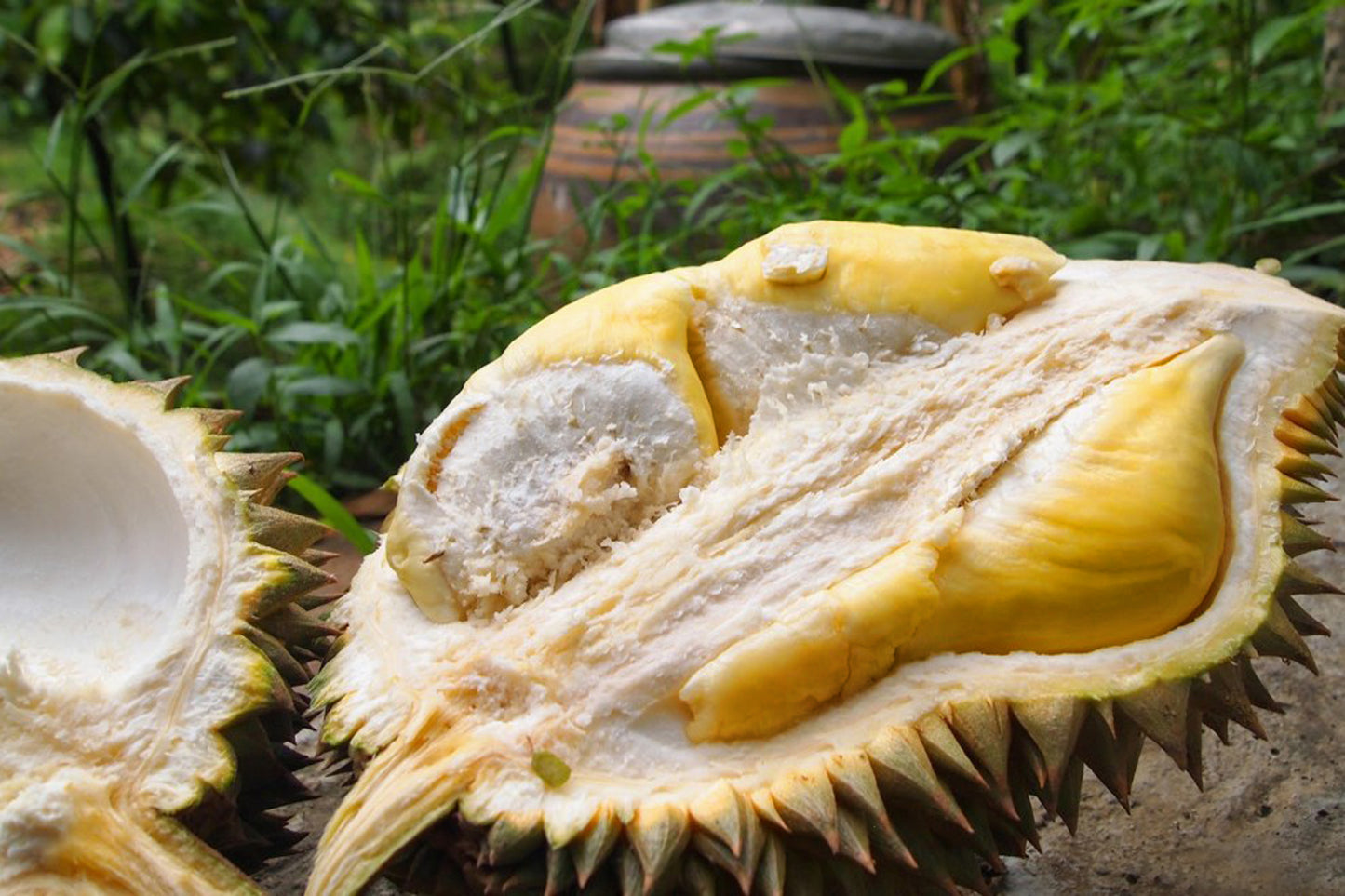Durian fruit Plants (Durio Ziberthinus)