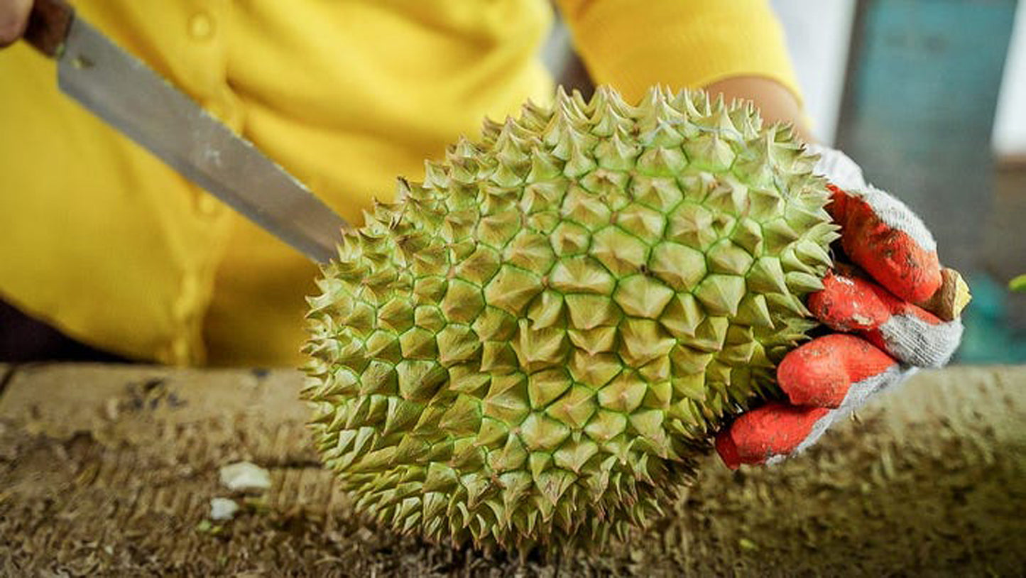 Nonthaburi durian Live Plants