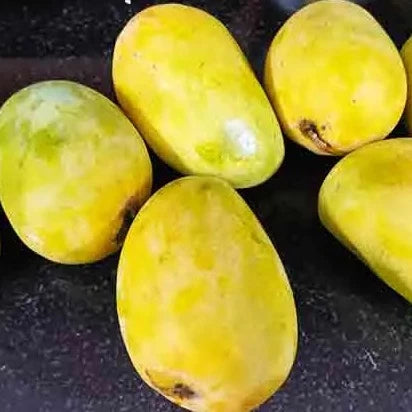 Cheruku Rasalu Mango Live Plant