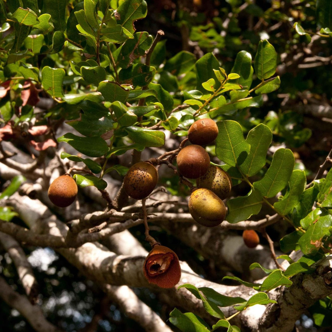 Sherbet Tree Live Plant (Dialium schlechteri) – veliyathgardens