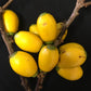 Hawk Fruit Live Plant (Cathedra bahiensis)