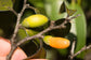 Lama Fruit Live Plant (Diospyros sandwicensis)