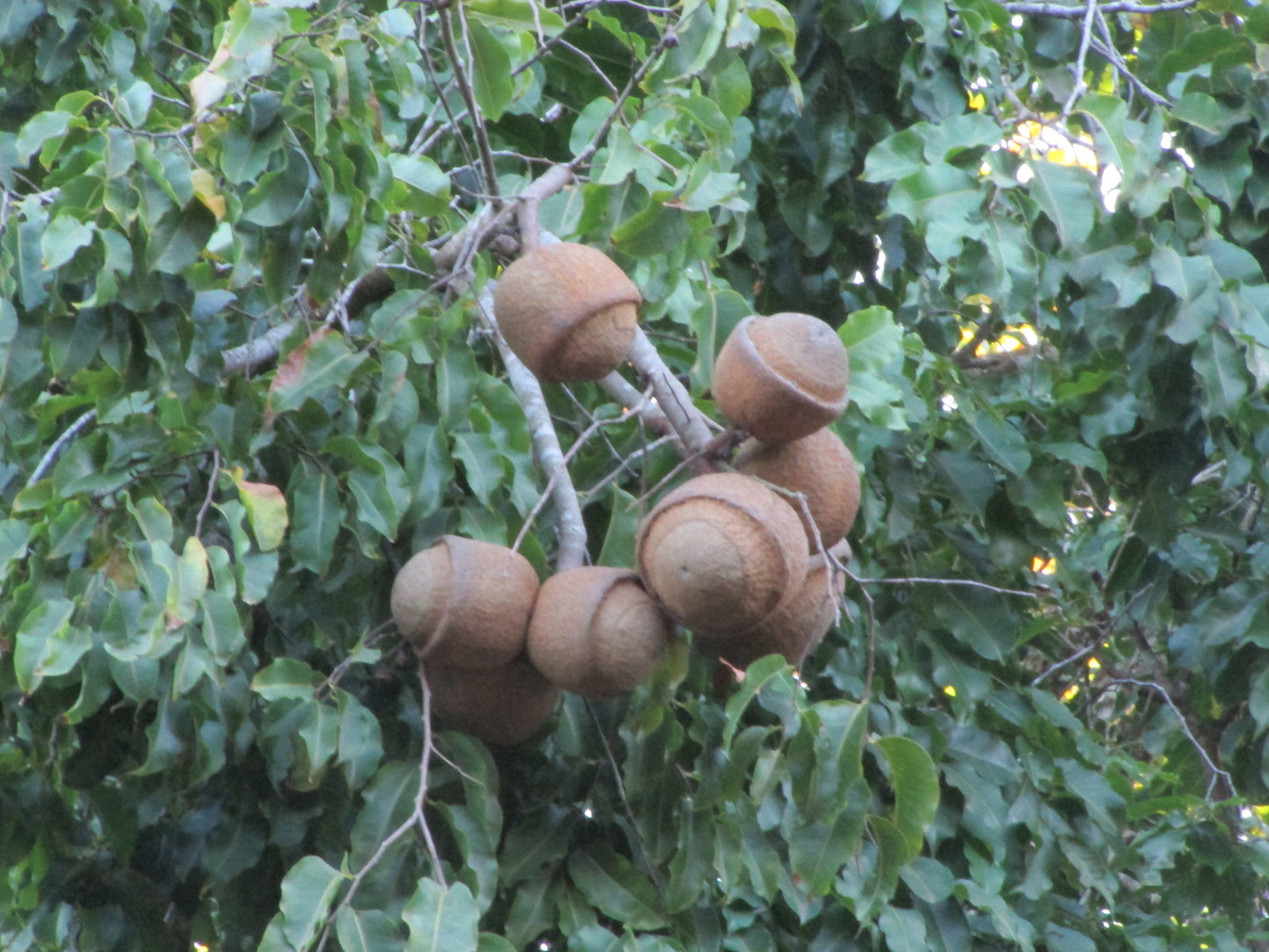 Paradise Nut Live Plant (Lecythis zabucajo)