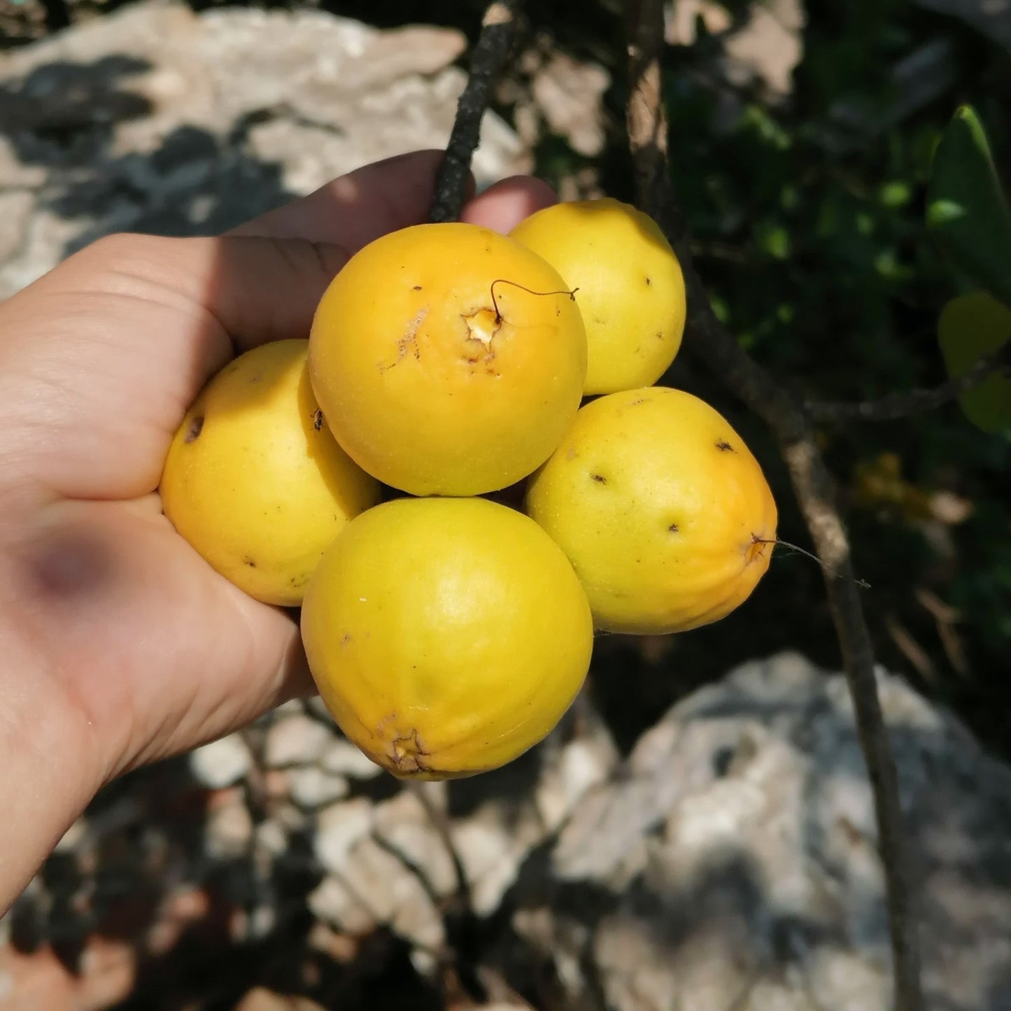 Ziricote Fruit Plant (Cordia dodecandra)