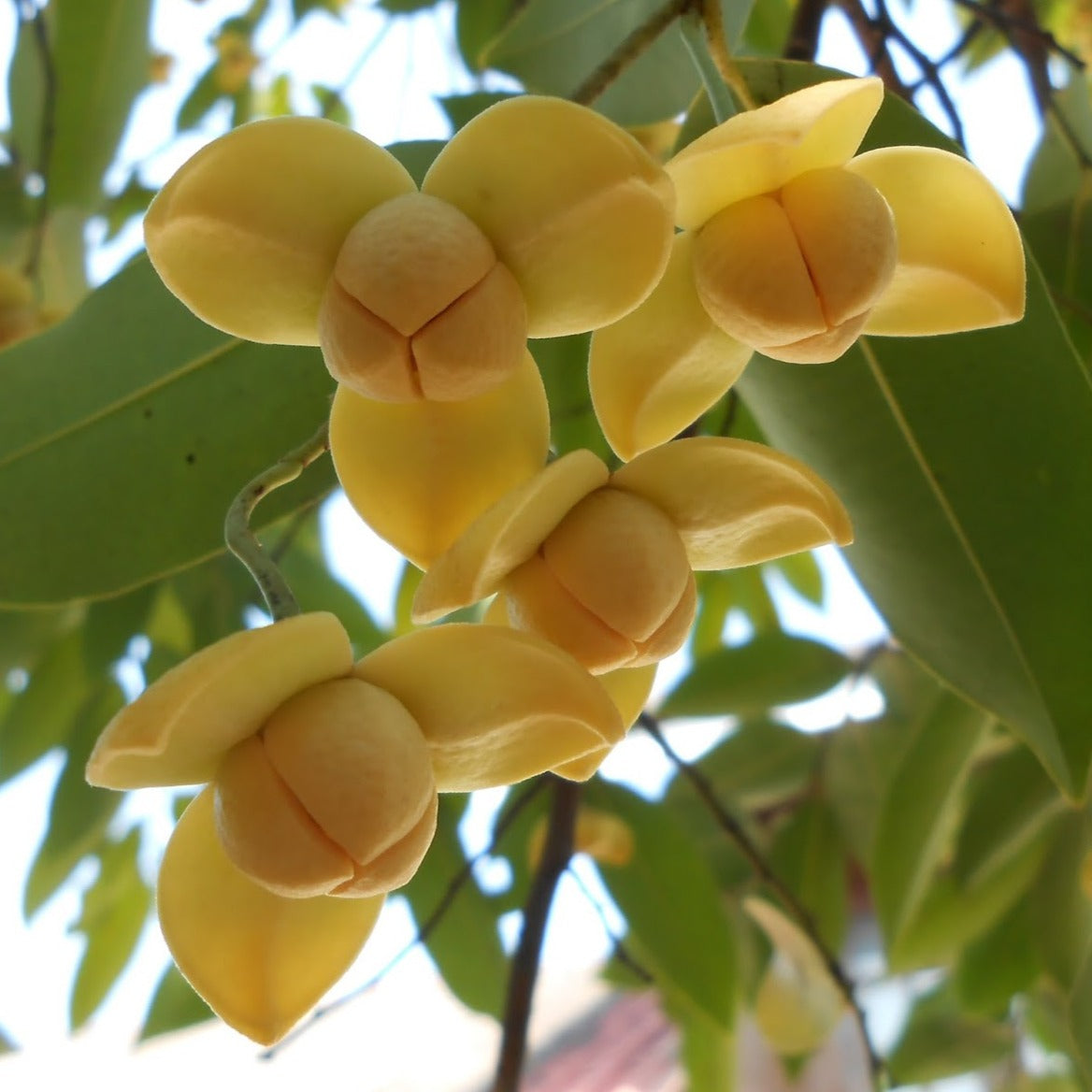 Romdul Cambodia National Flower Rumdul | Best Flower Site