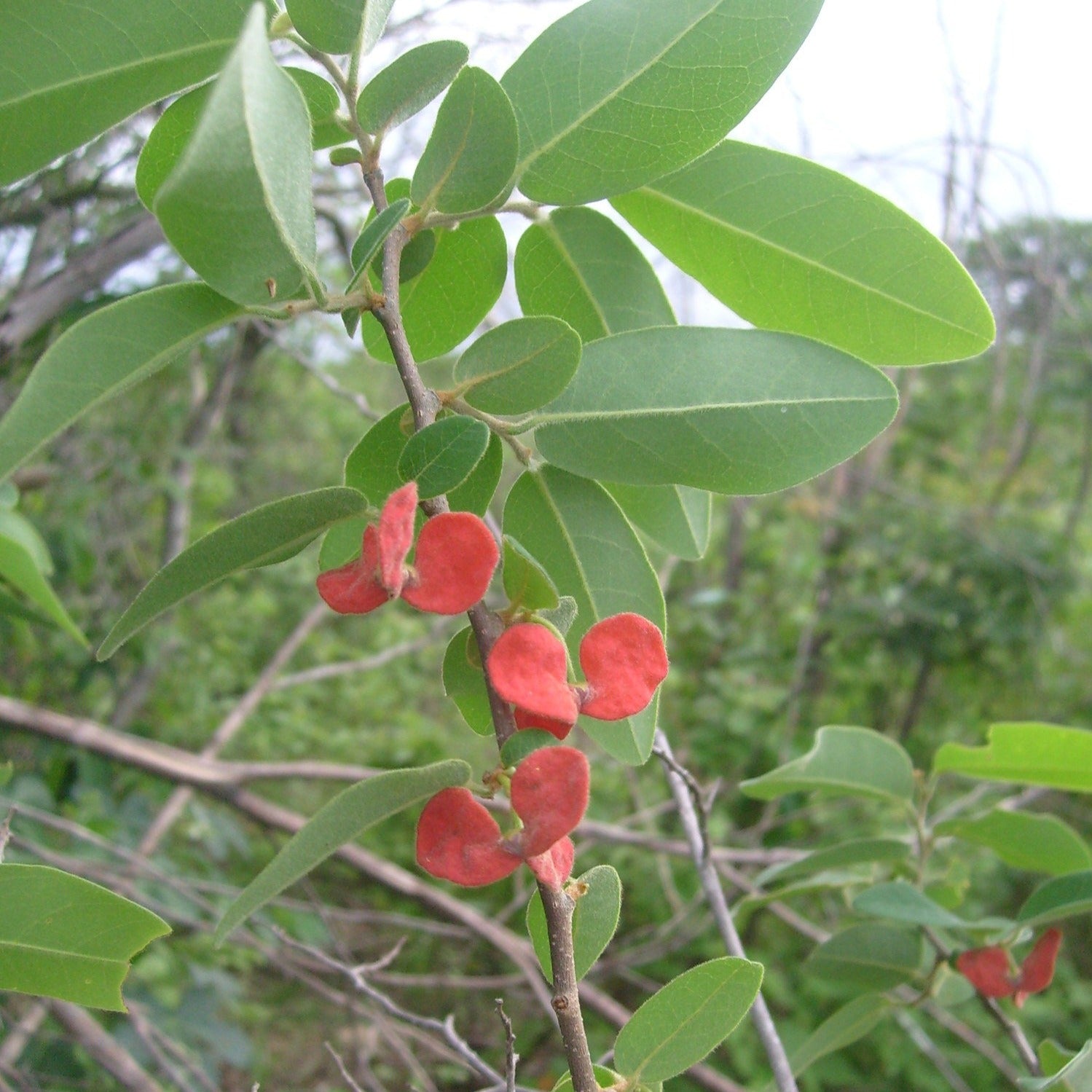 Annona leptopetala live plant