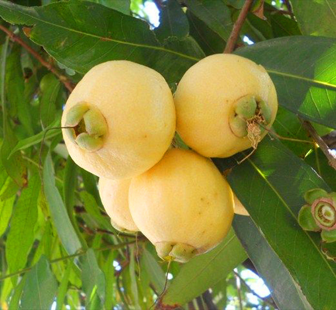Rose Apple Live Plants (Syzygium Jambos)