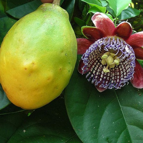 Maracuja Grande Fruit Plant (Passiflora alata)