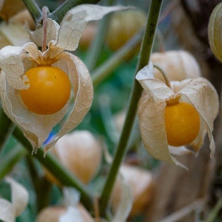 Cape Gooseberry Live plant ( Physalis peruviana)