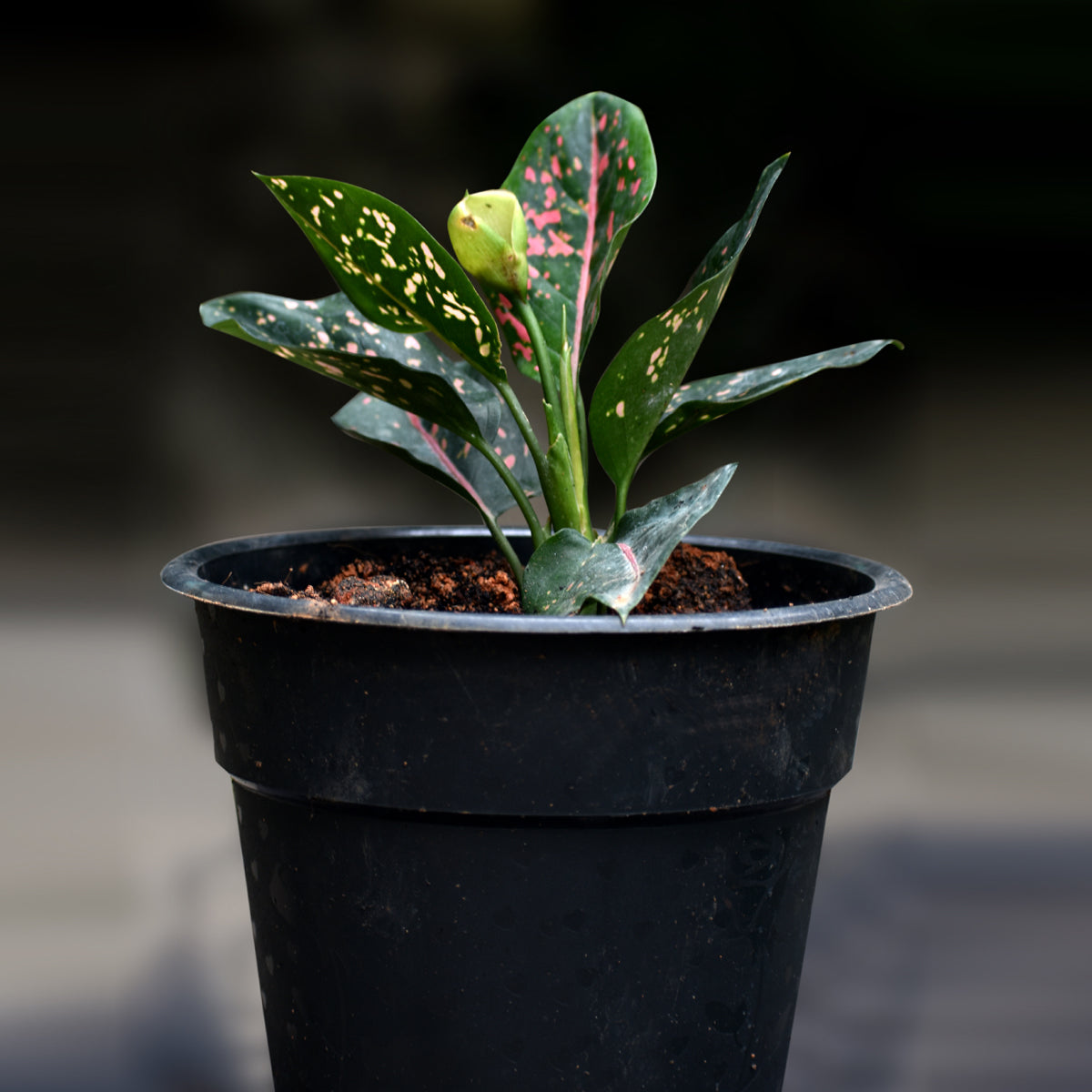 pink dalmatian aglaonema flower Ag. Pink Dalmation – veliyathgardens