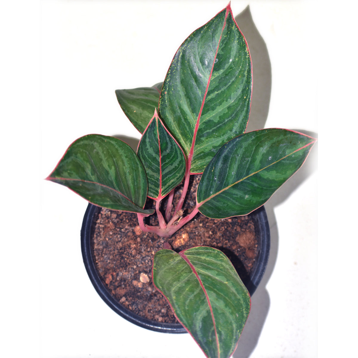 red dragon aglaonema Ag. Pink Dragon – veliyathgardens