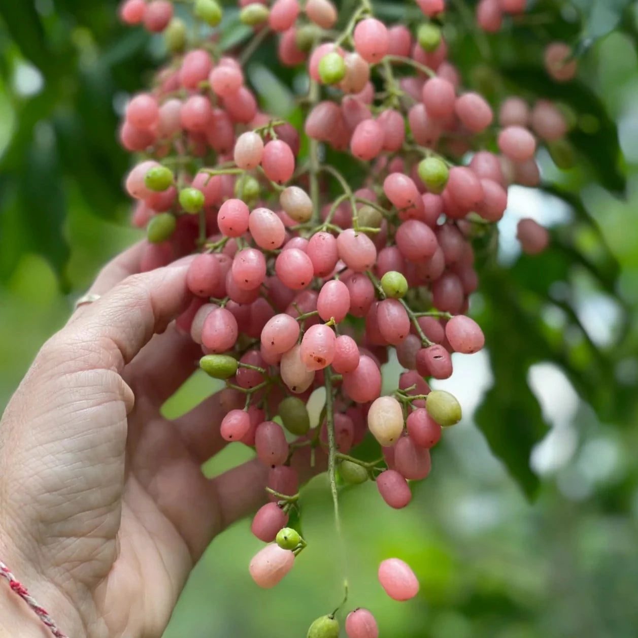 Wampee Roots Pink Wampee Live Plant (Clausena excavata) – veliyathgardens