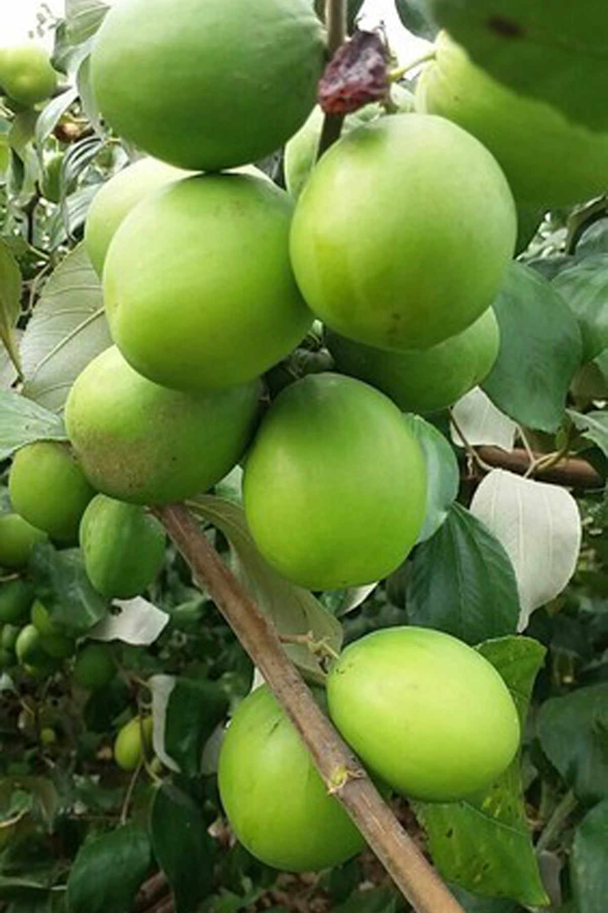 Ber Apple Green Fruit Plants (Ziziphus Mauritiana)