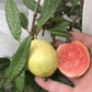 Guajava Mirim Fruit Plant (Psidium striatulum)