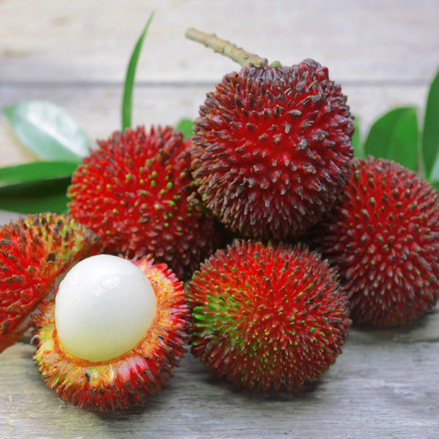 Pulasan Fruit Live Plants (Nephelium Mutabile) – veliyathgardens